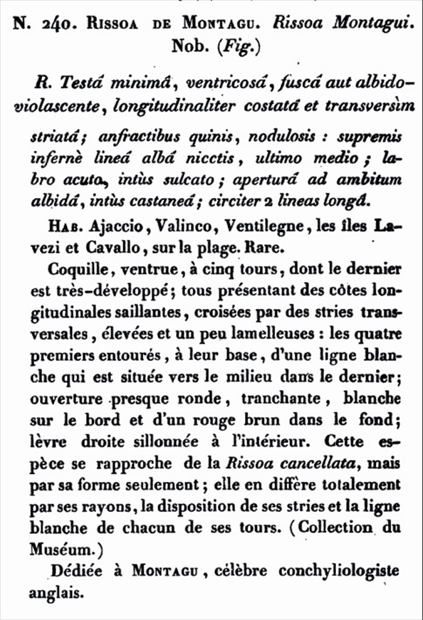 Rissoidae nel Mediterraneo: Genere Alvania